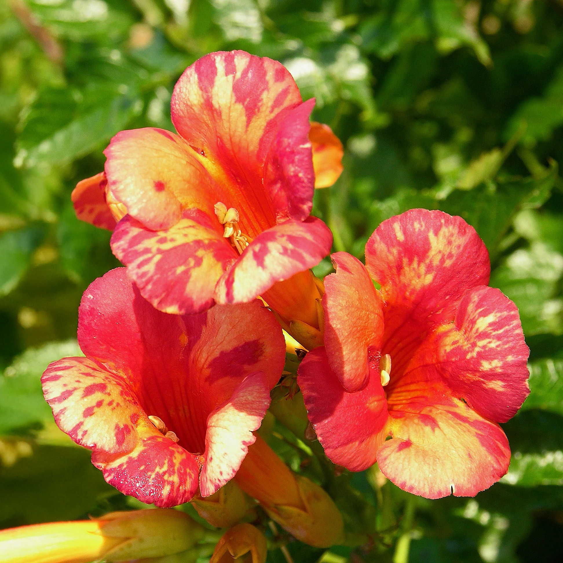 Miniatuur 1