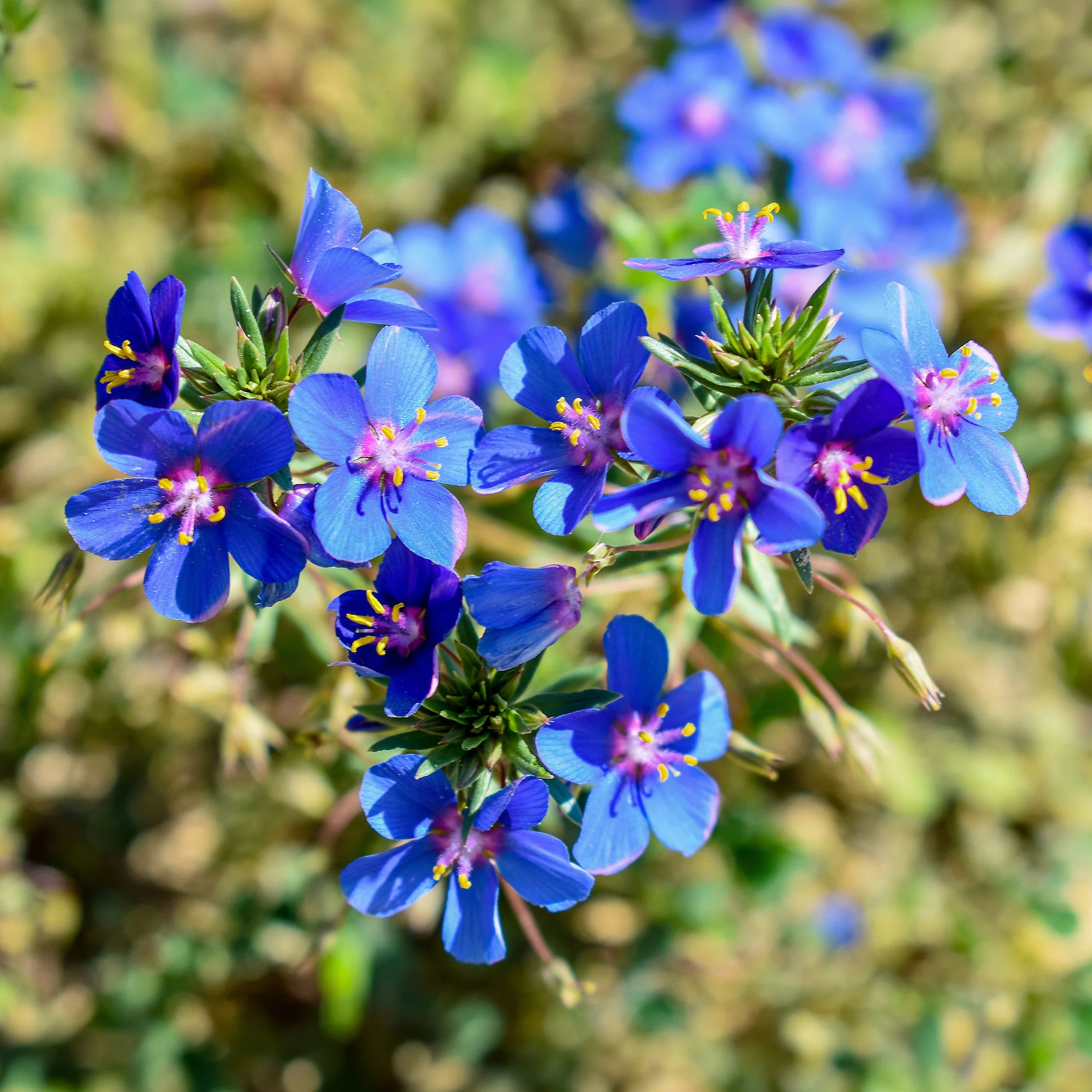 Miniatuur 1