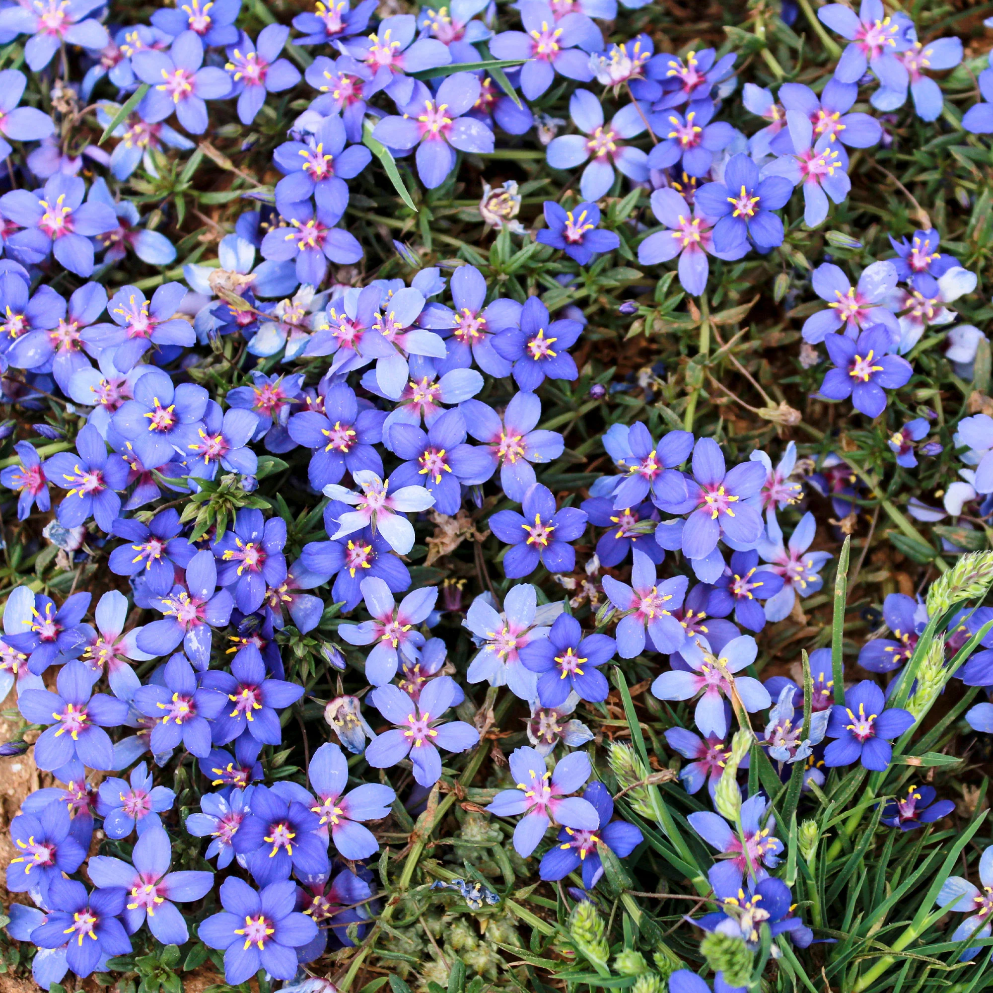 Miniatuur 2