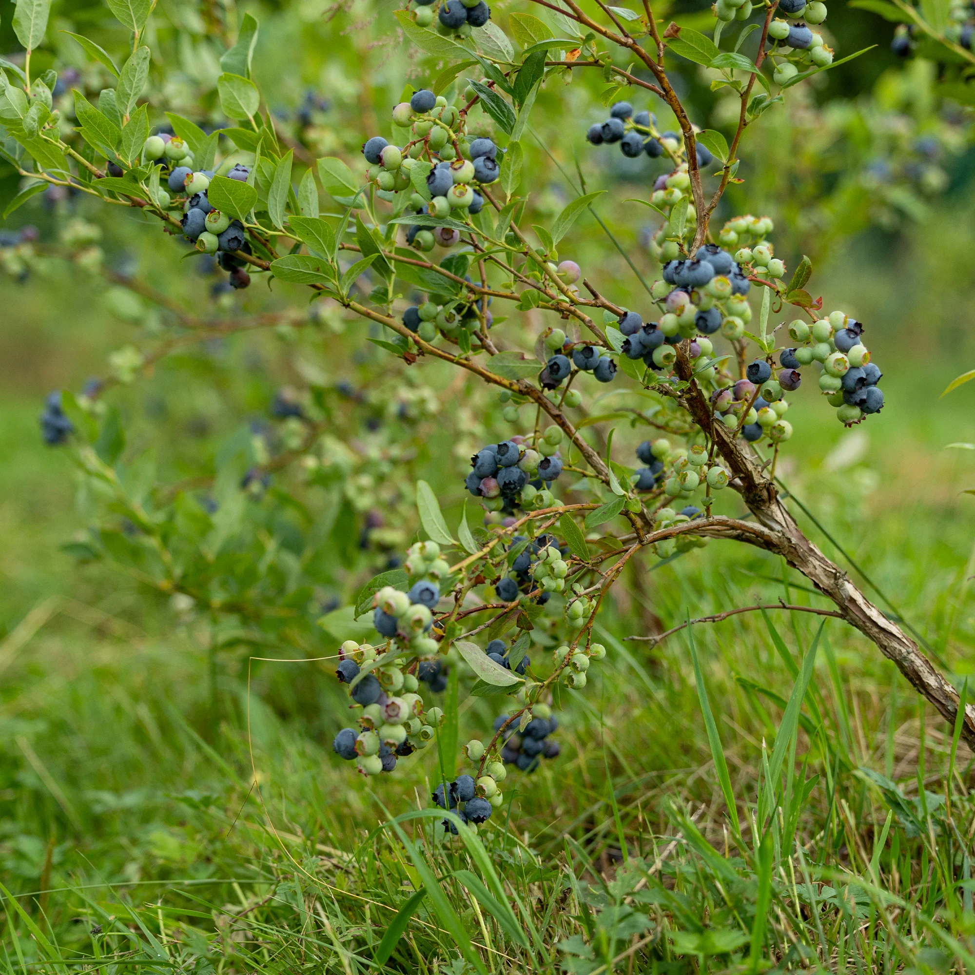 Miniatuur 2