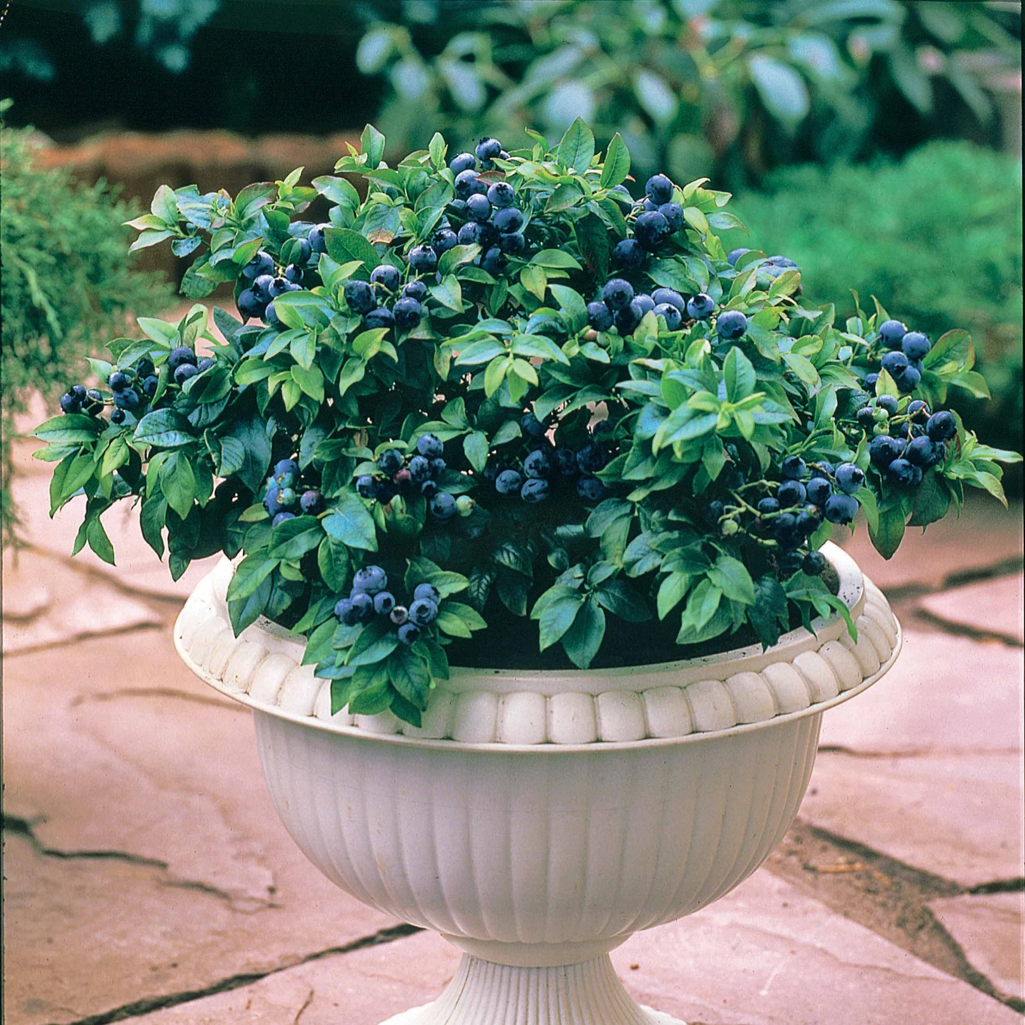 Miniatuur 1