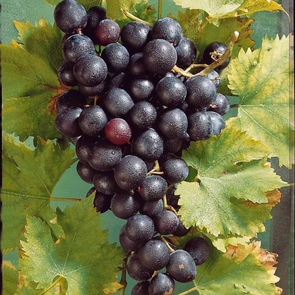 Miniatuur 2
