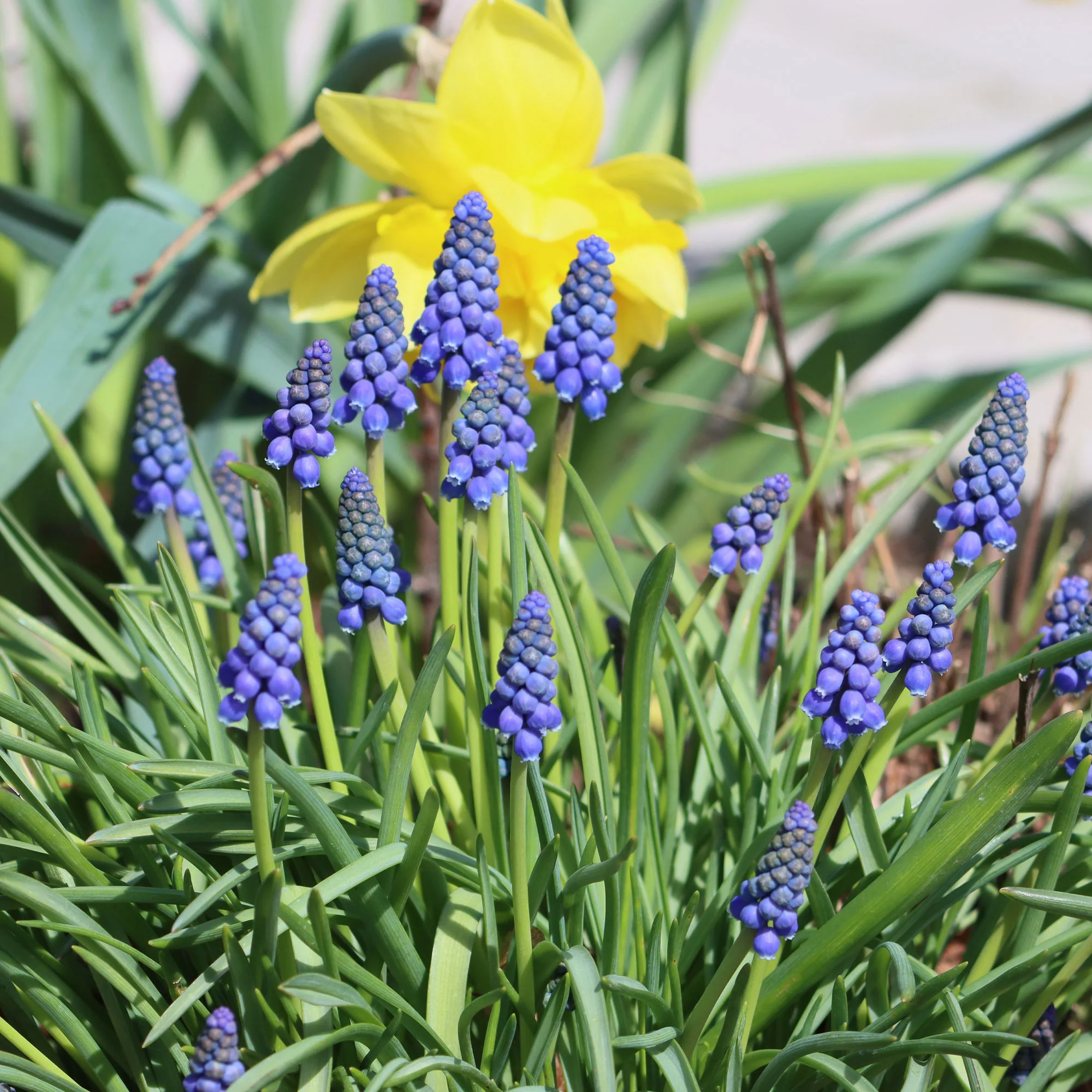 Miniatuur 1