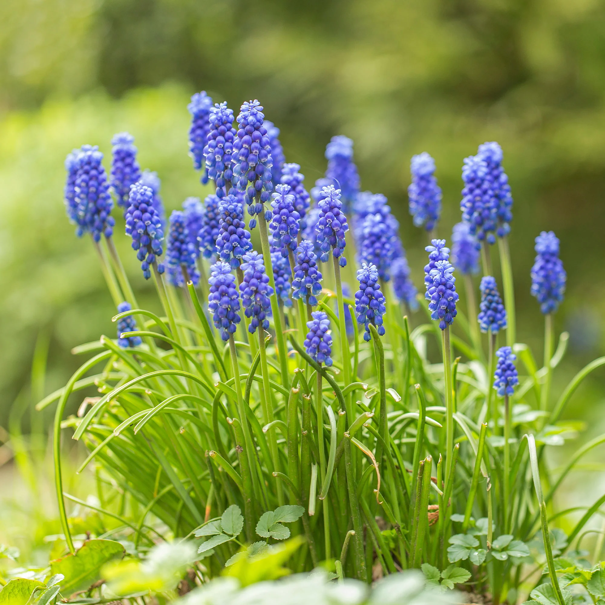 Miniatuur 2