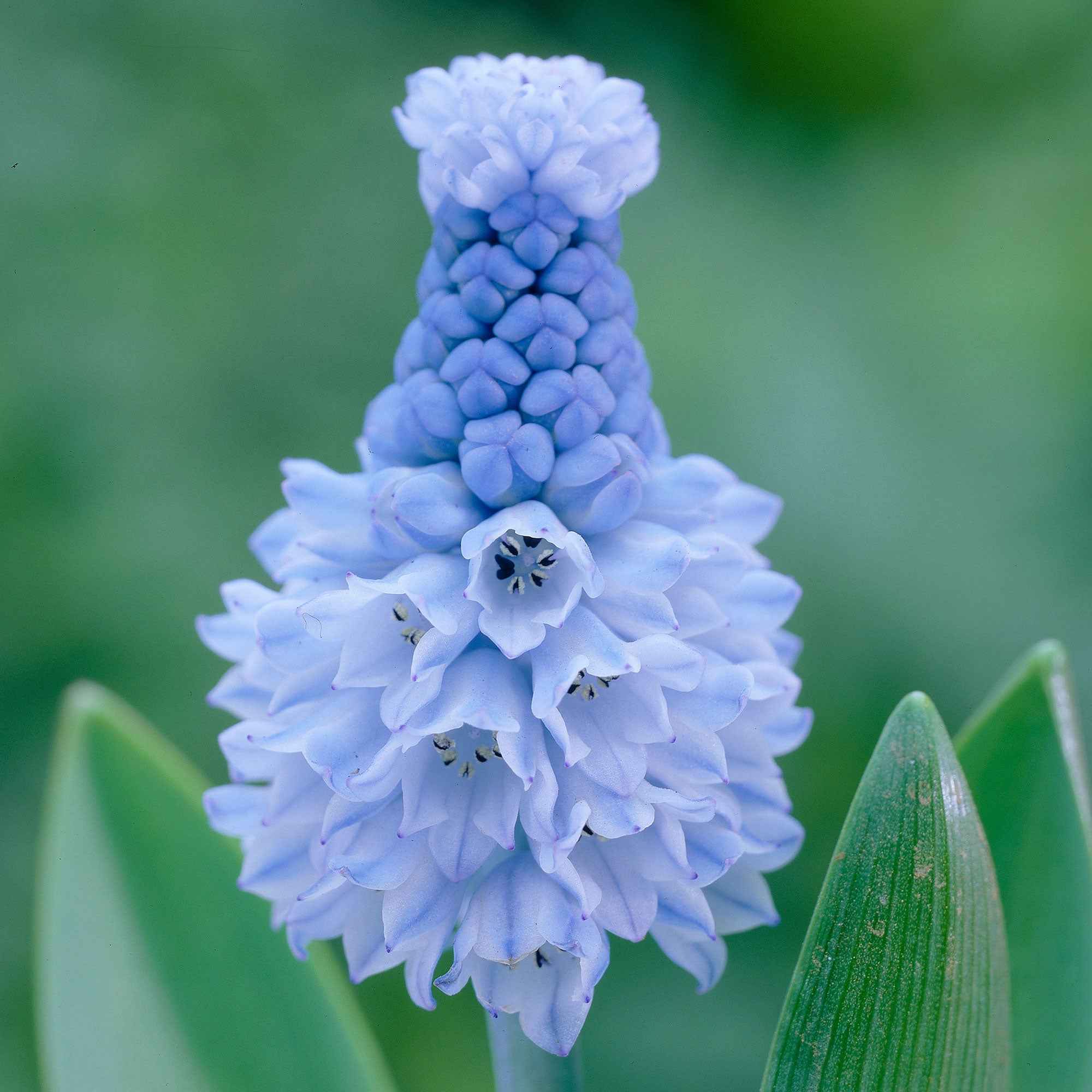 Miniatuur 1