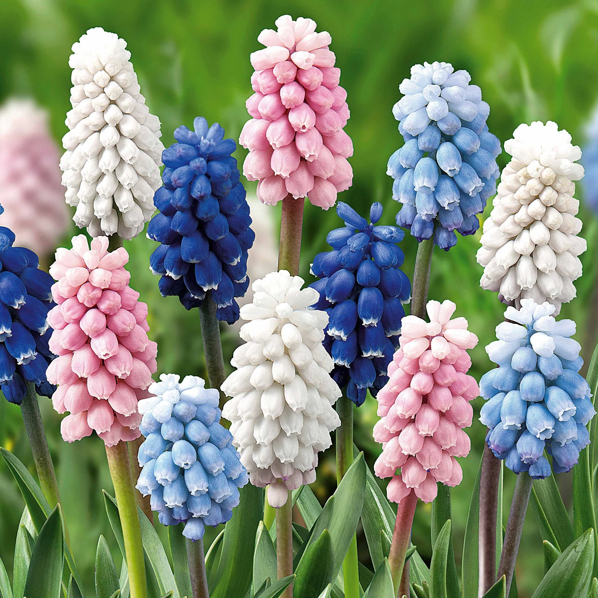 Miniatuur 2