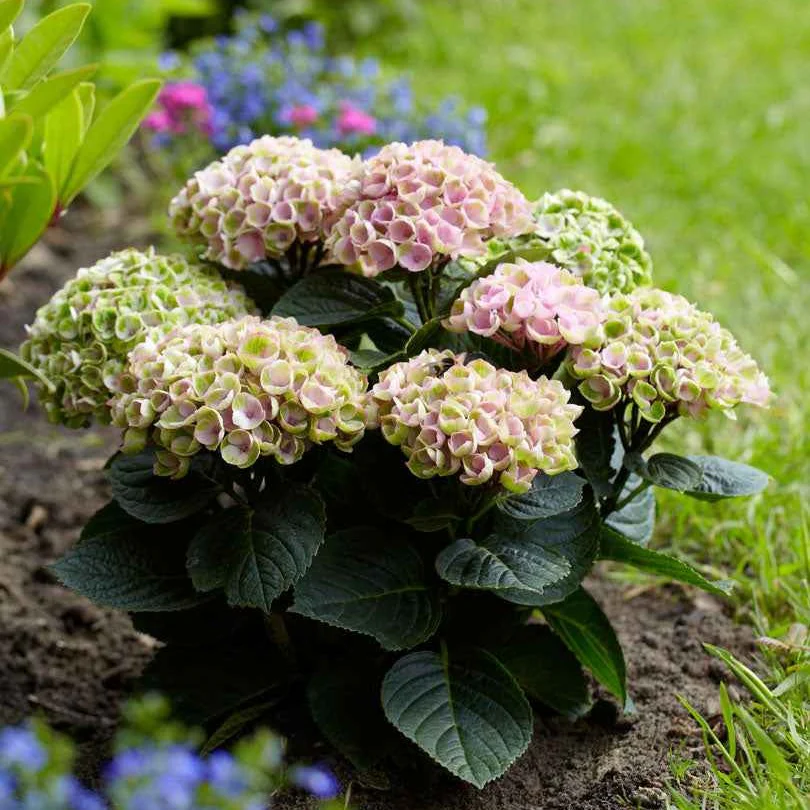 Miniatuur 2