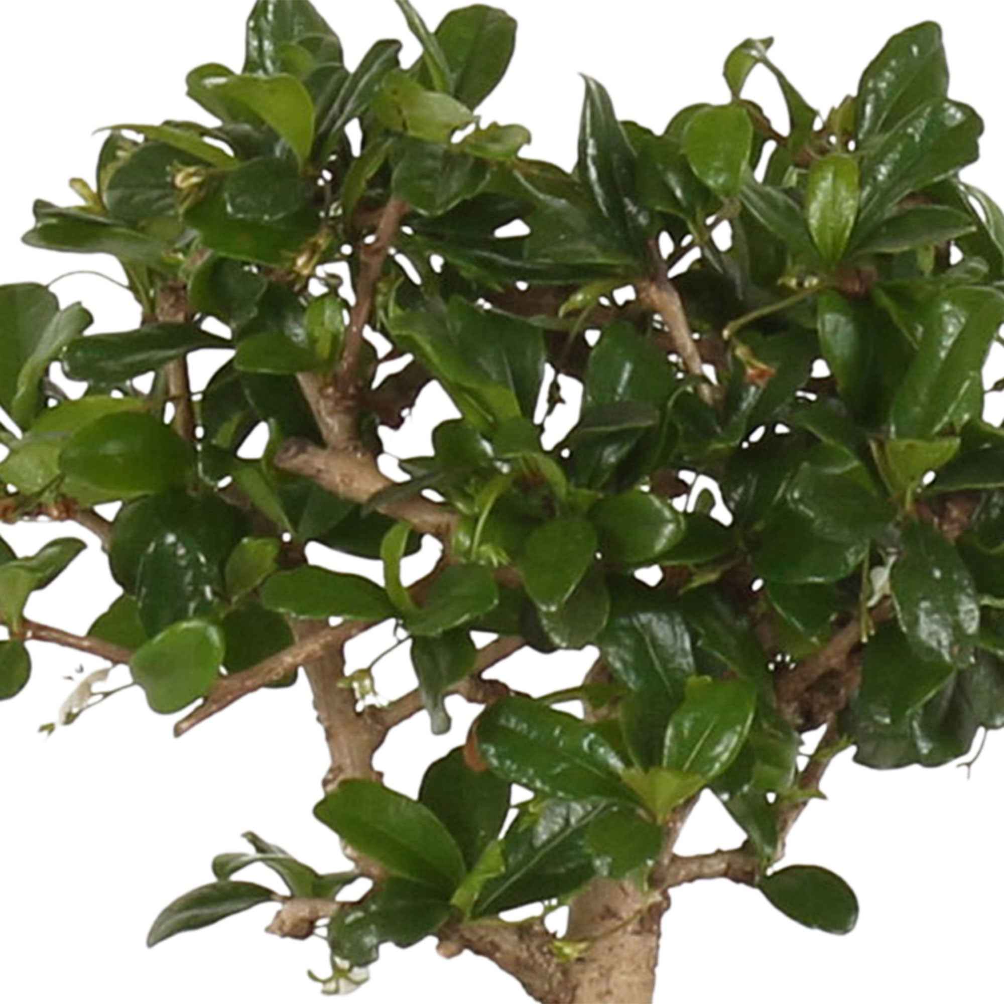 Miniatuur 2