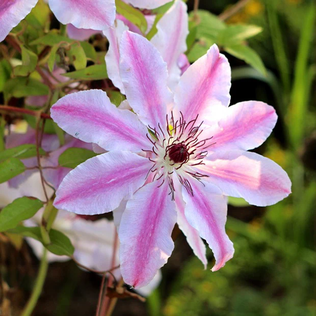 Miniatuur 2