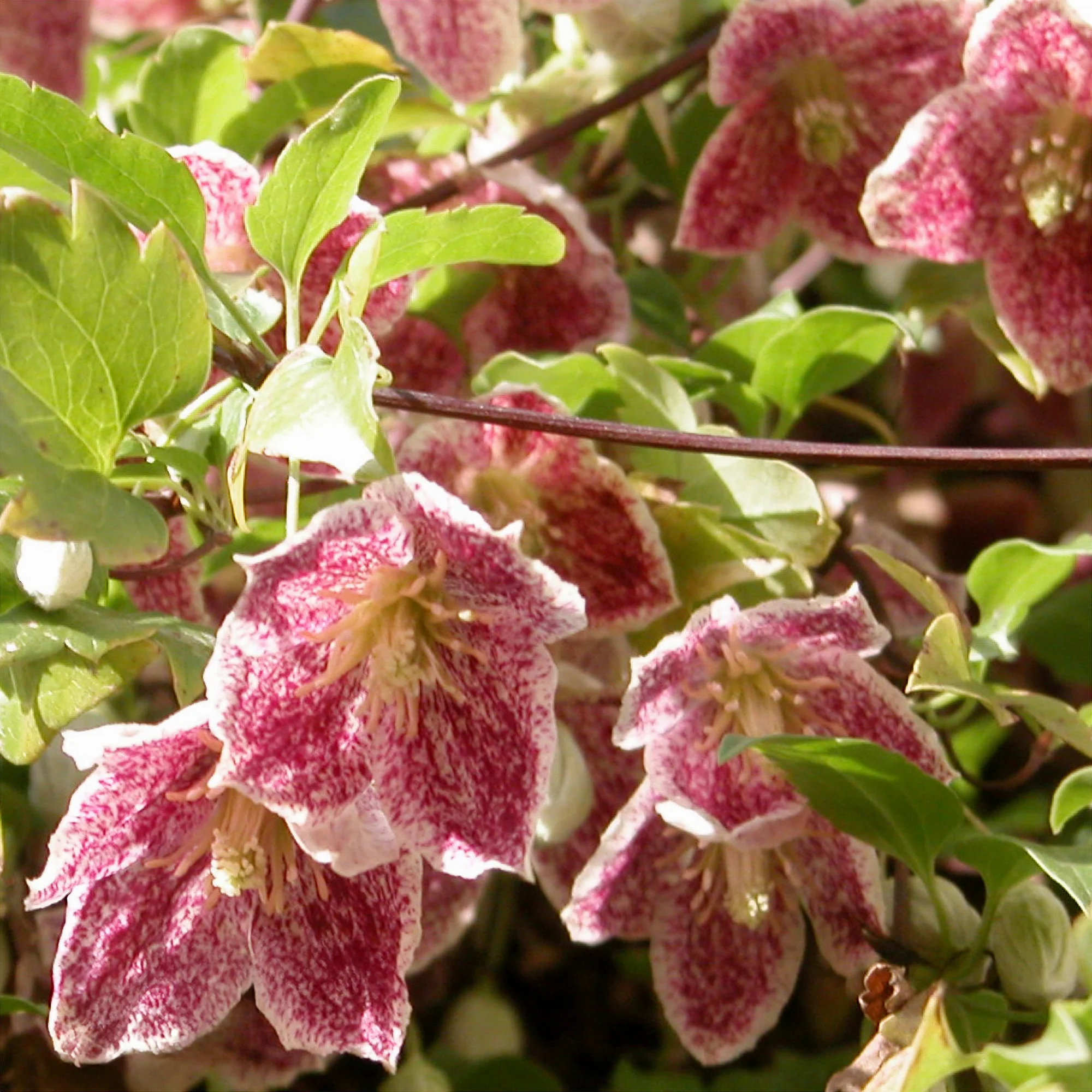 Miniatuur 1