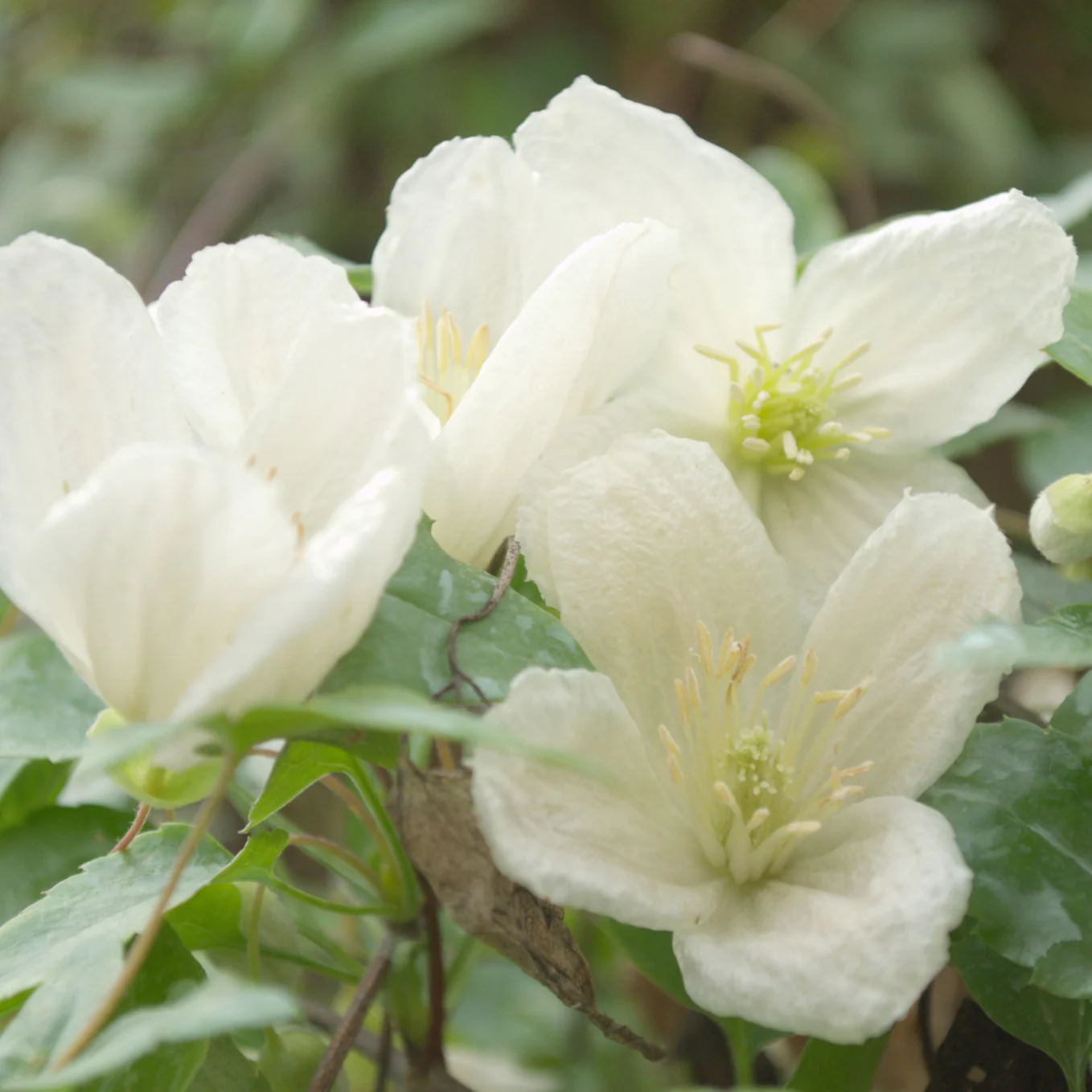 Miniatuur 2