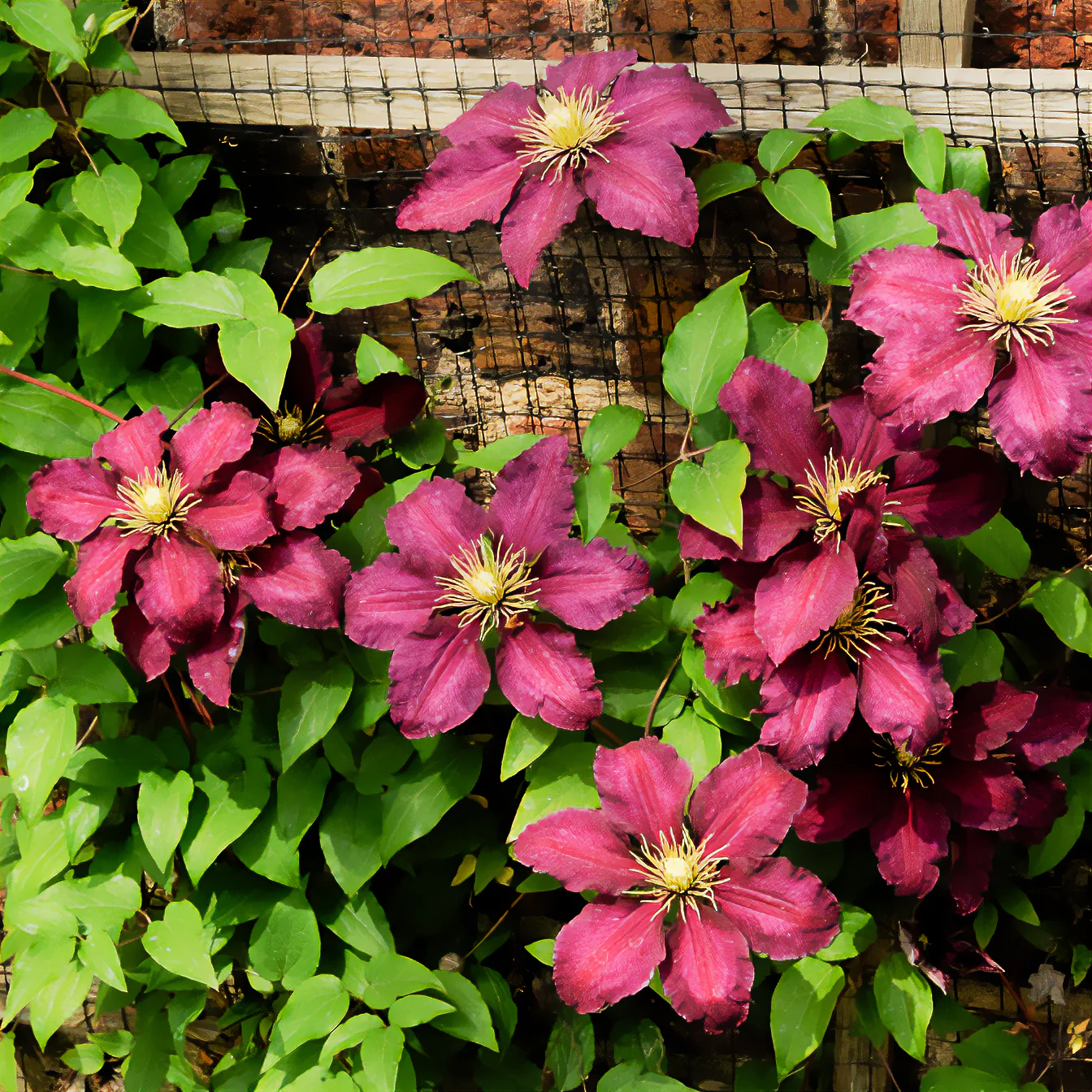 Miniatuur 2