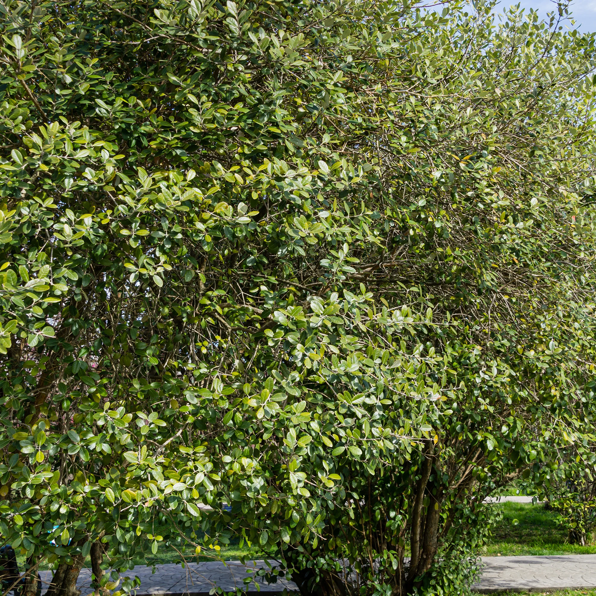 Thumb 3