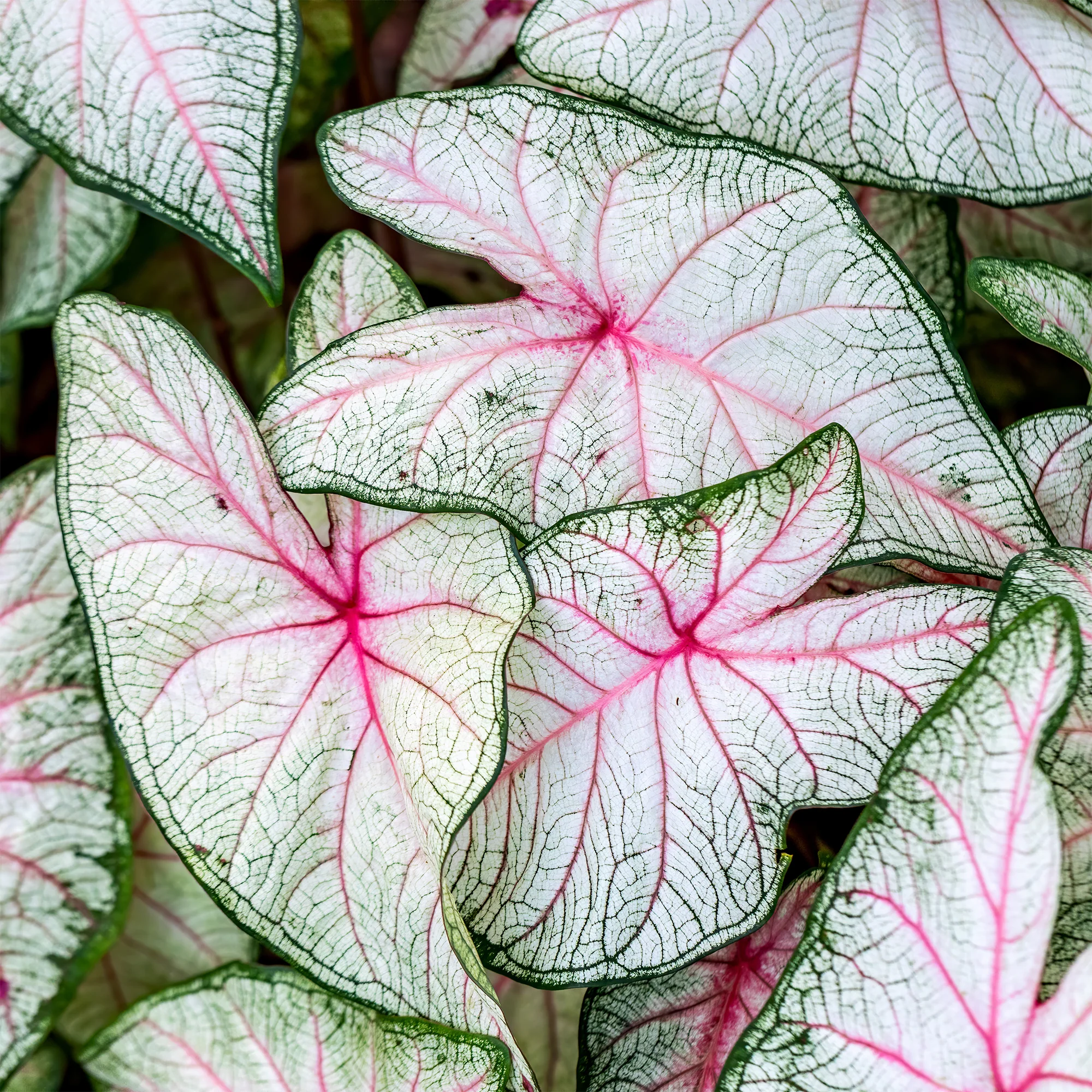 Miniatuur 2