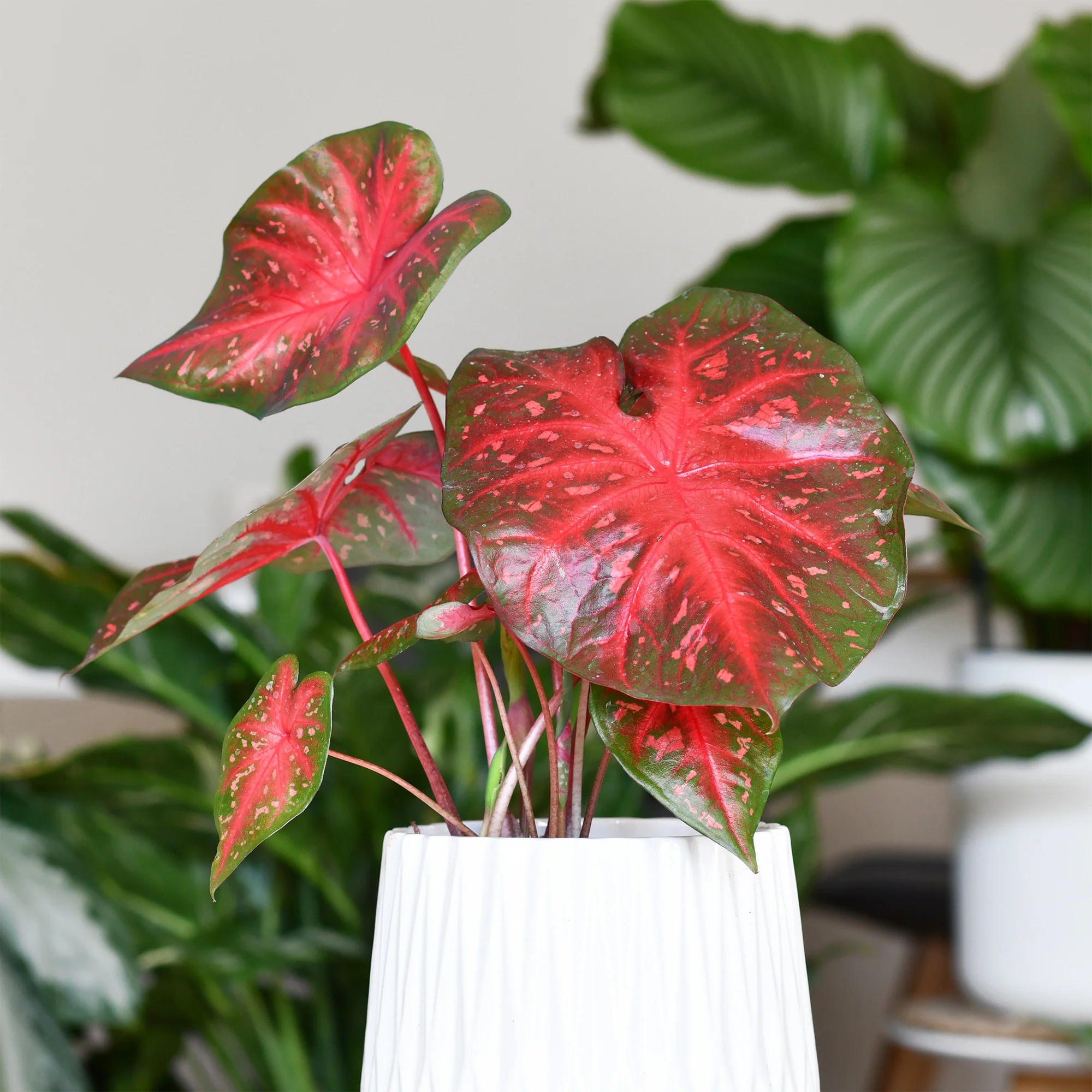 Miniatuur 1