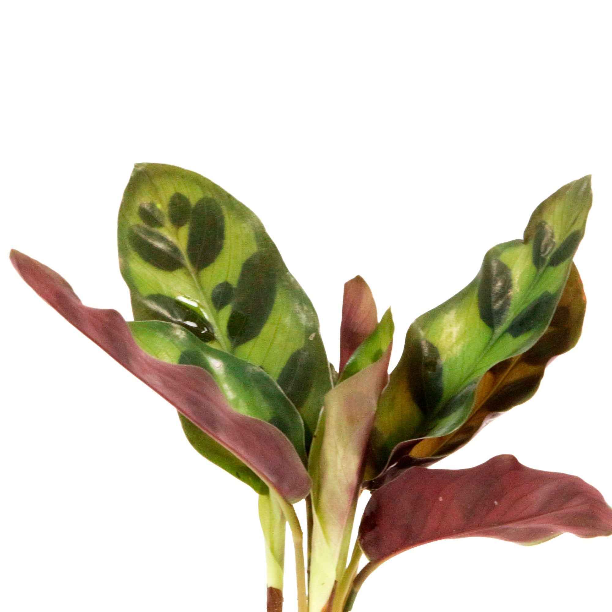 Miniatuur 2