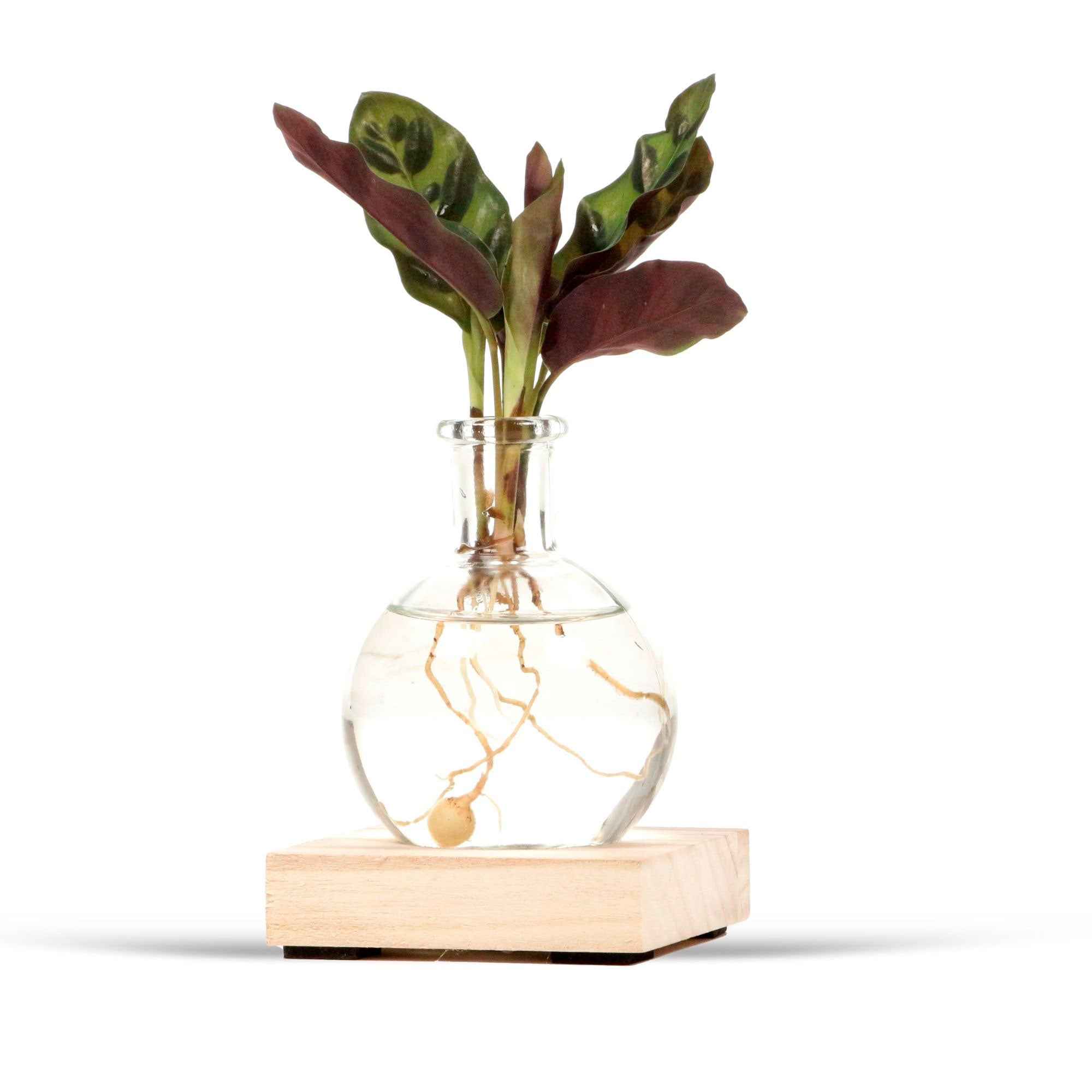 Miniatuur 1