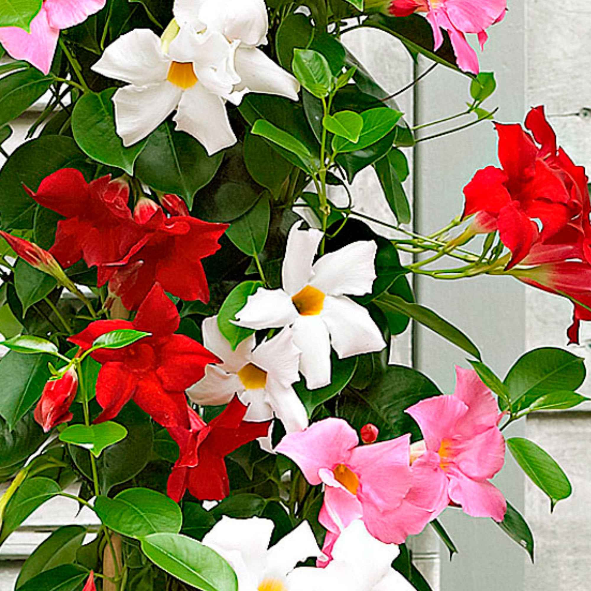 Miniatuur 2