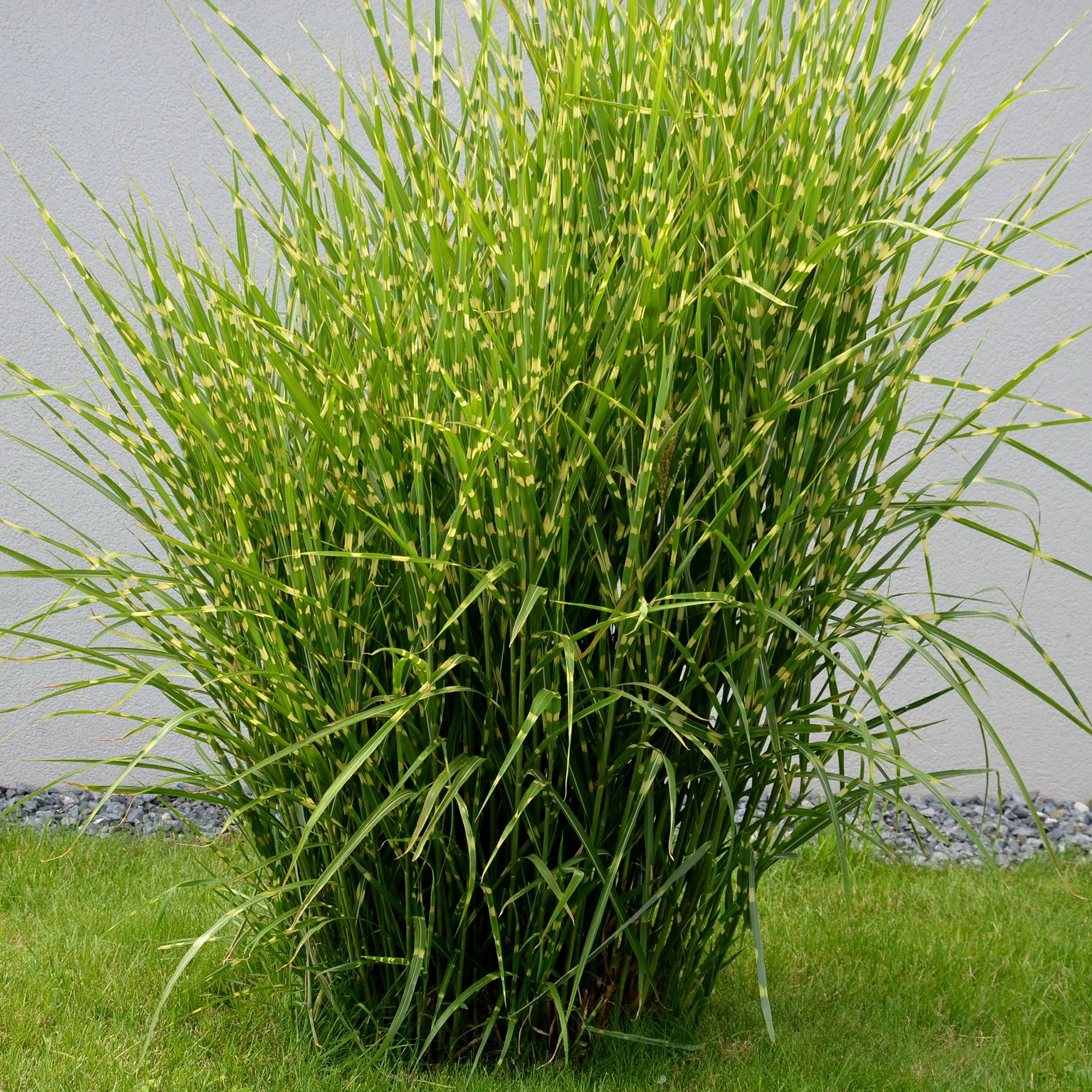 Miniatuur 2