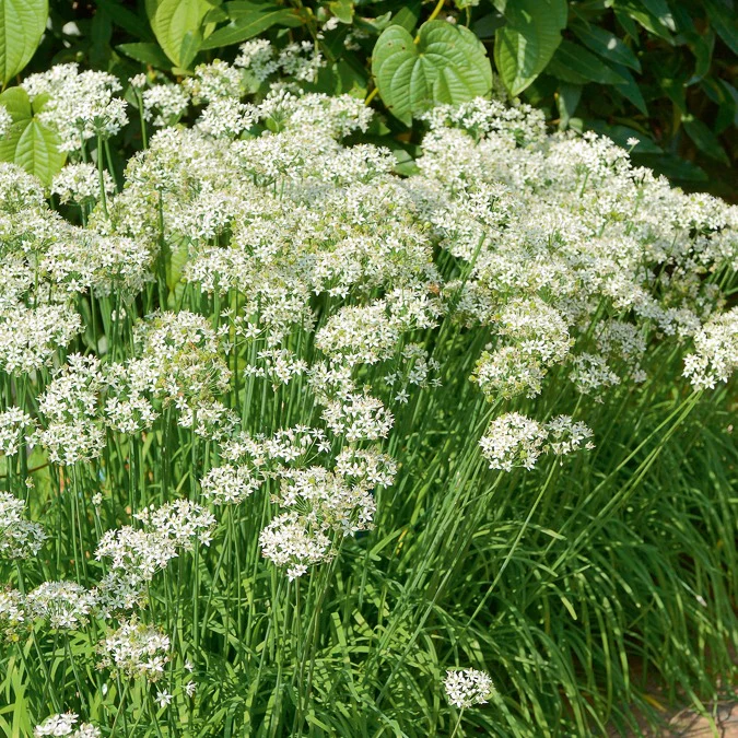 Miniatuur 2