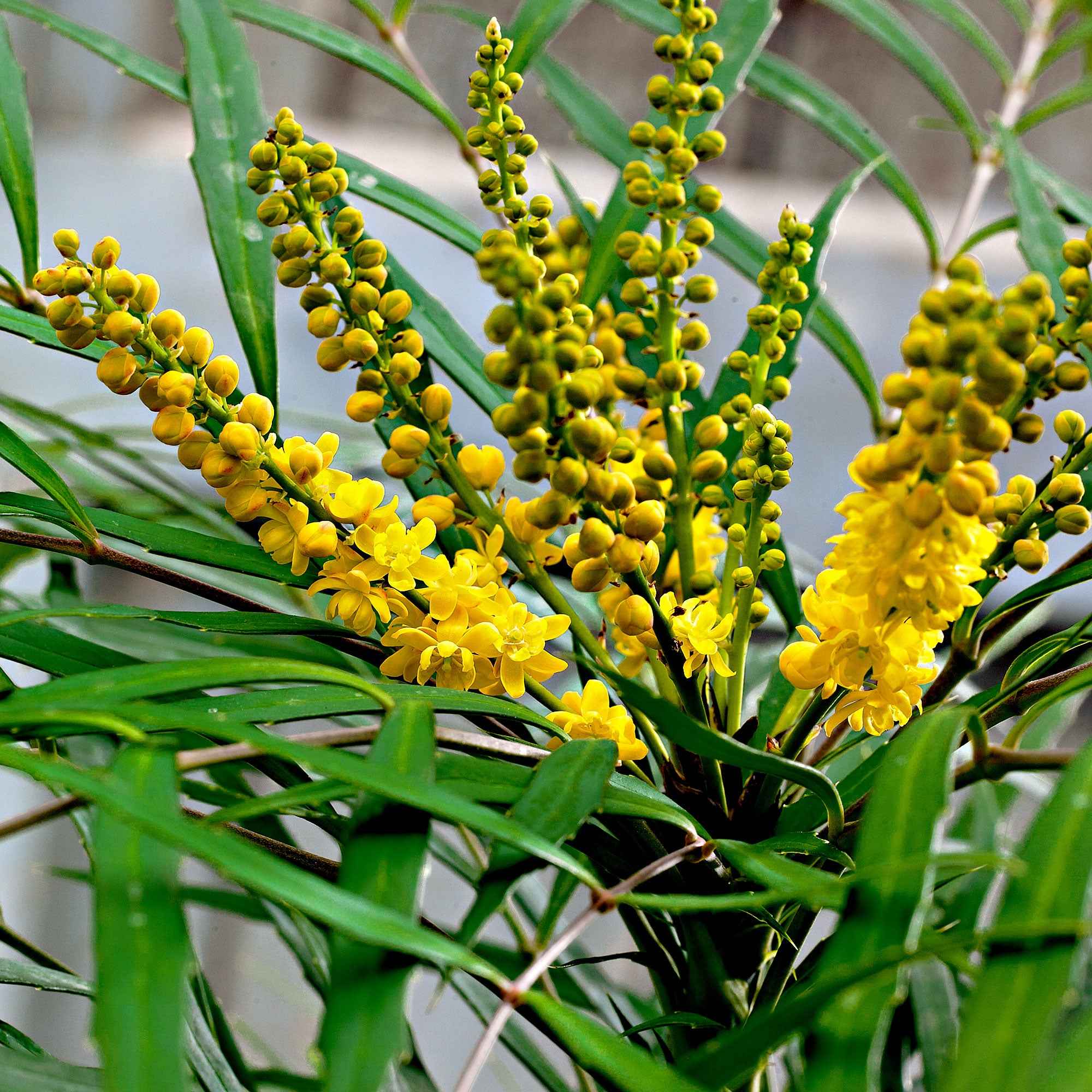 Miniatuur 1