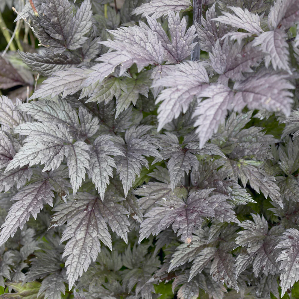 Miniatuur 2