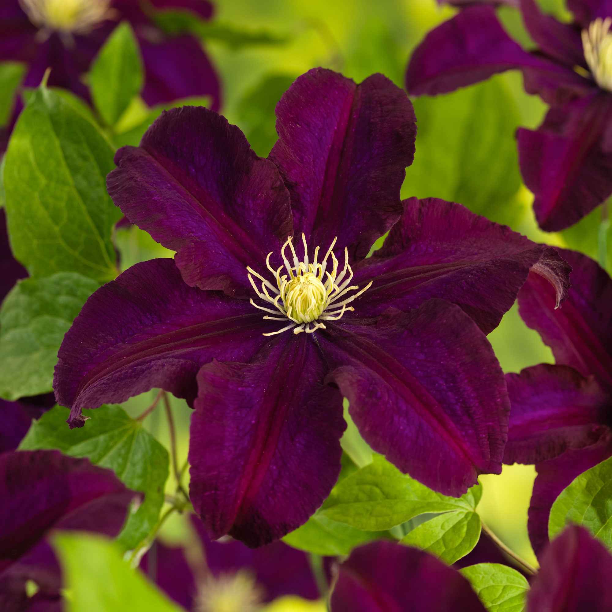Miniatuur 2