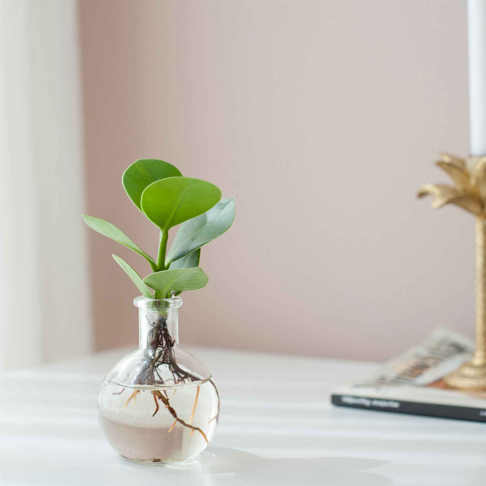 Miniatuur 1