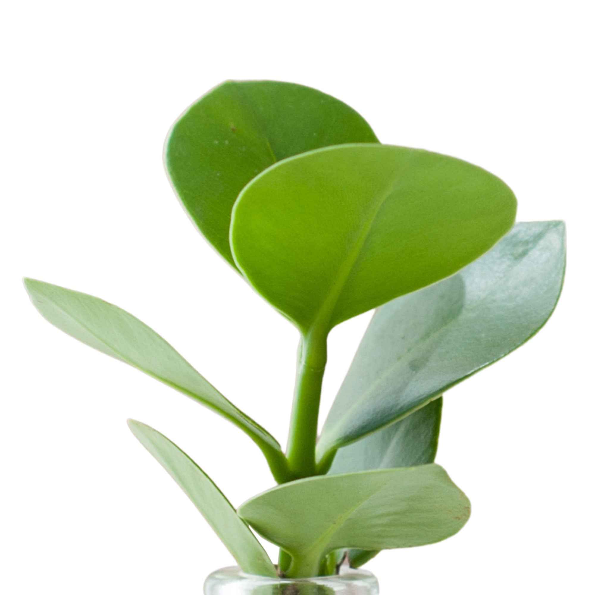 Miniatuur 2