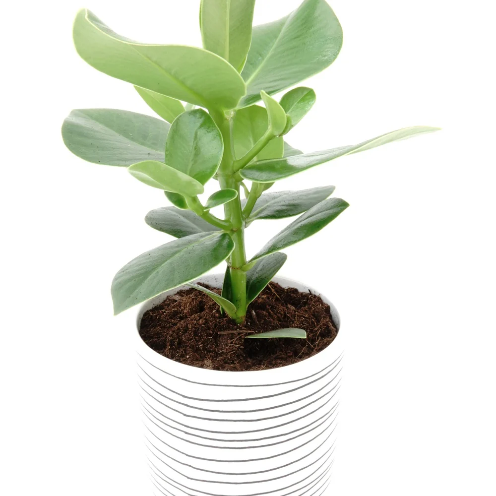 Miniatuur 2