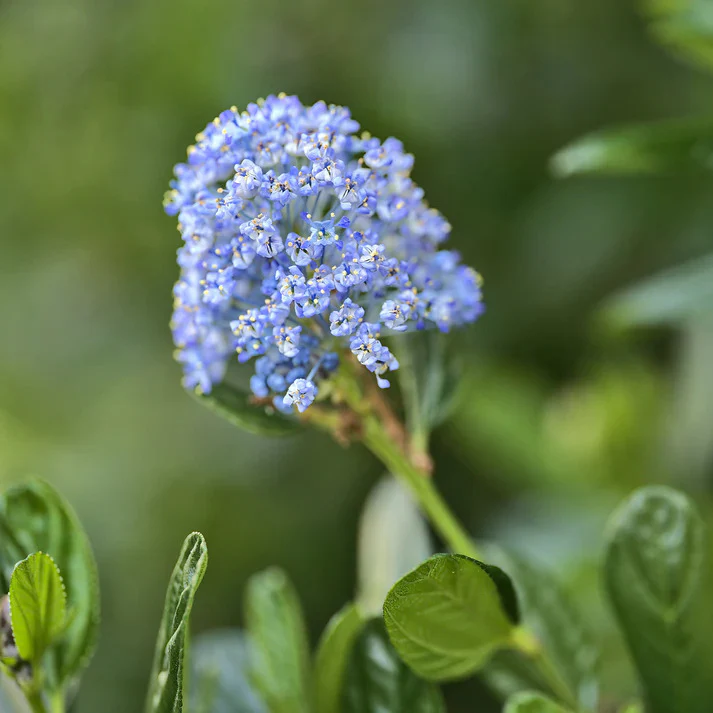 Miniatuur 2