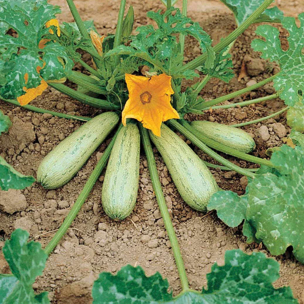 Miniatuur 2