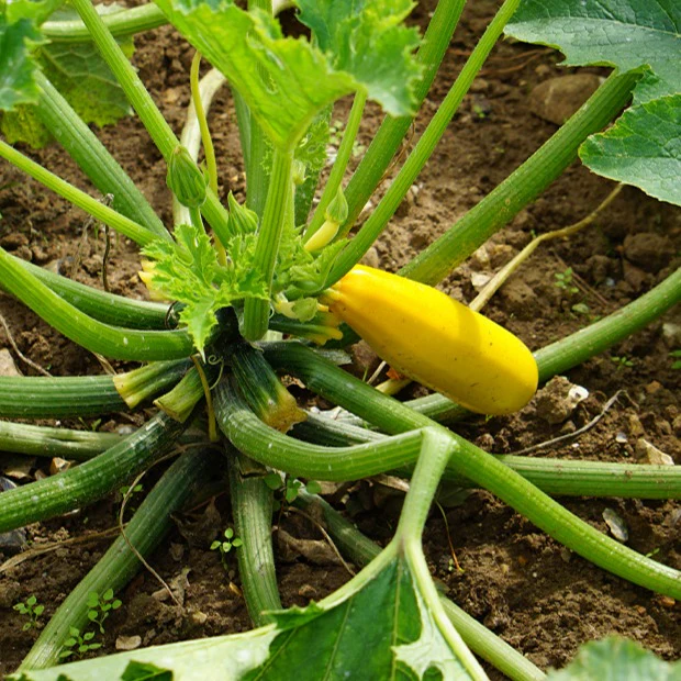 Miniatuur 2