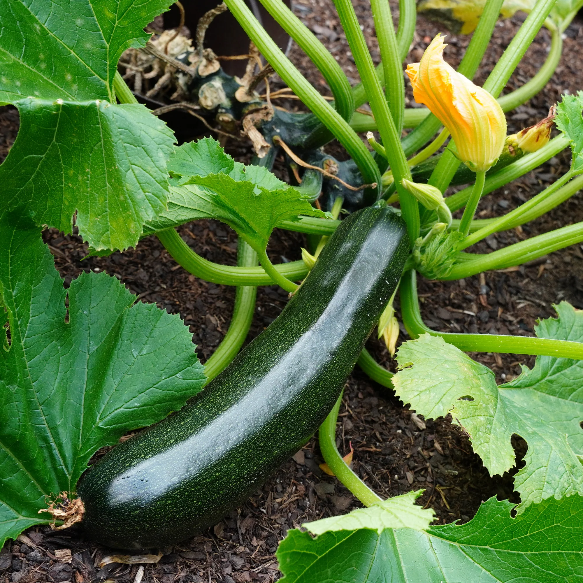 Miniatuur 1
