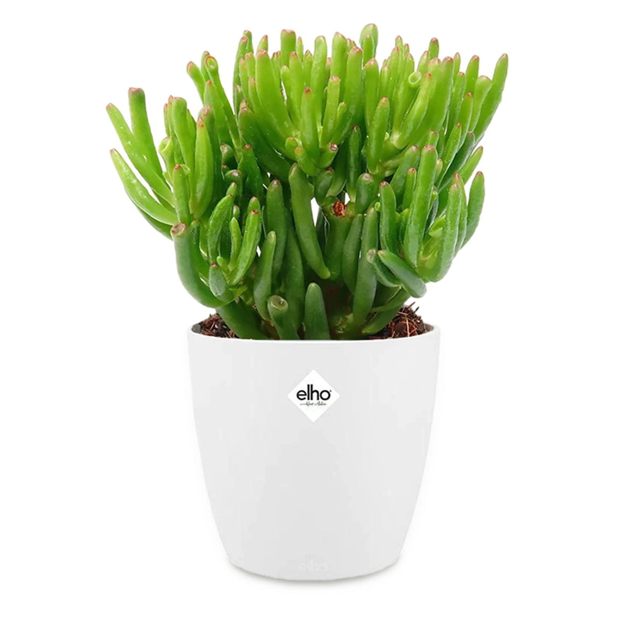 Miniatuur 1