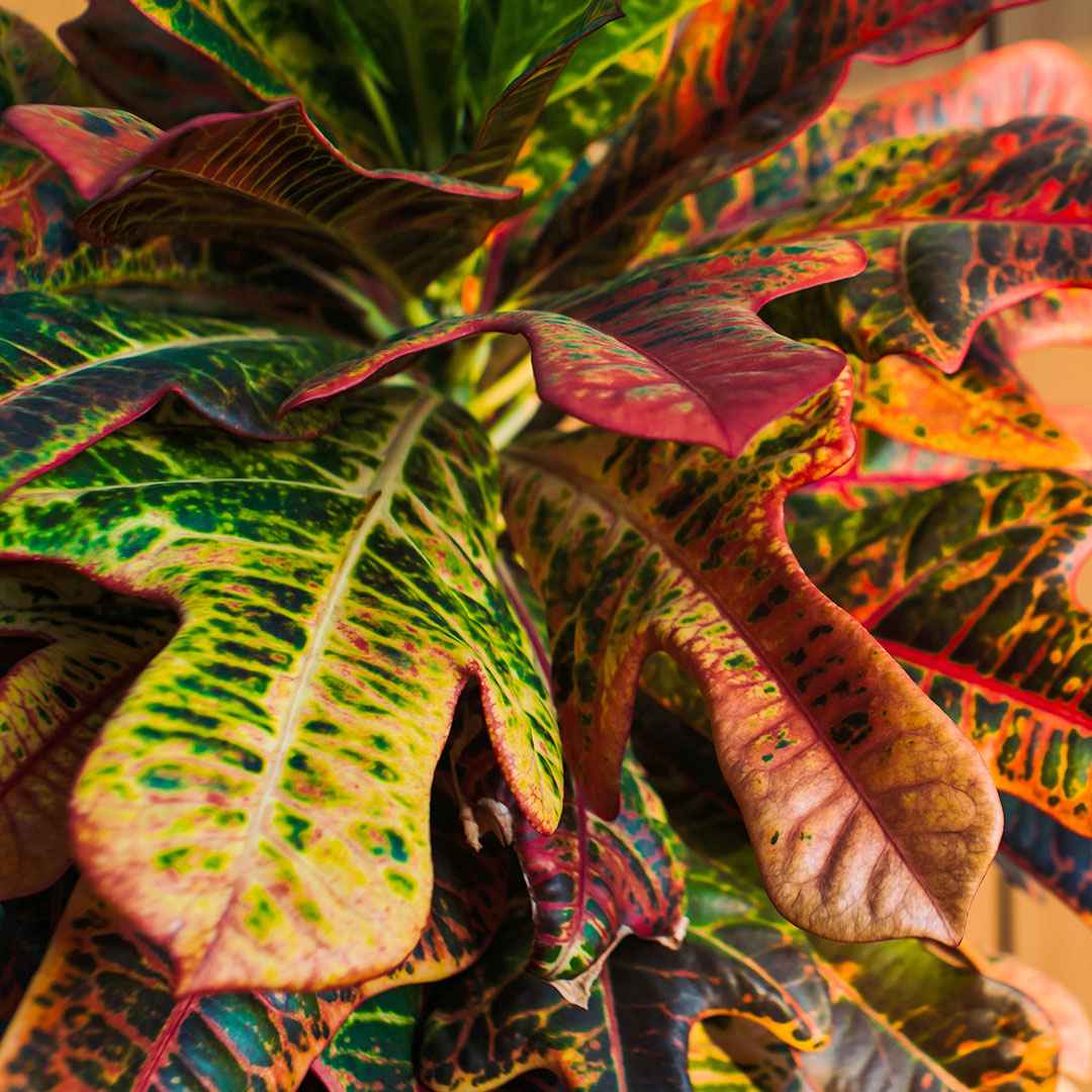 Miniatuur 2