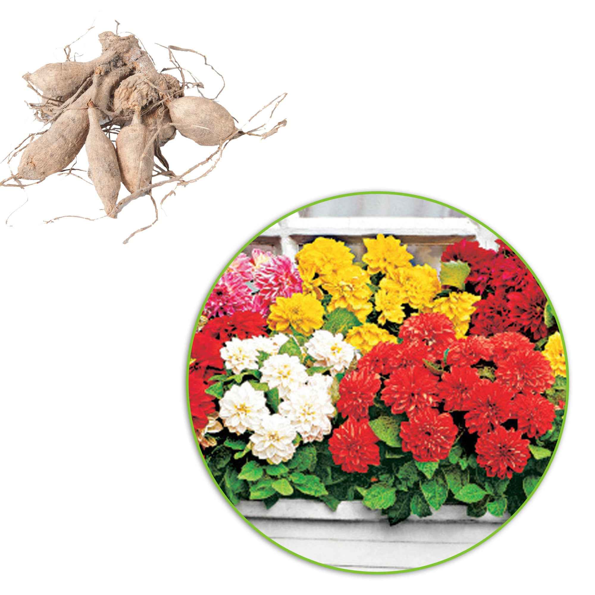 Miniatuur 2
