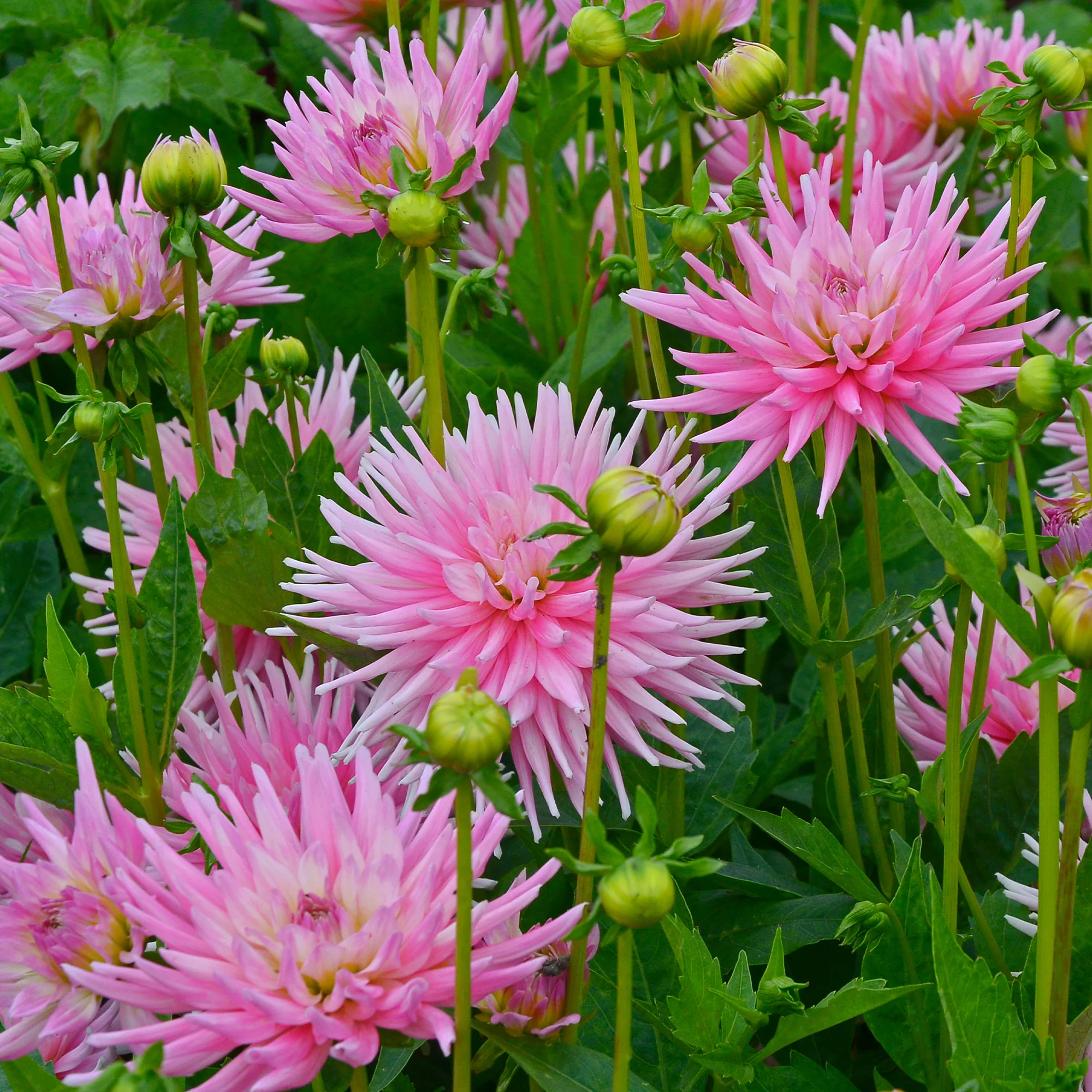 Miniatuur 1