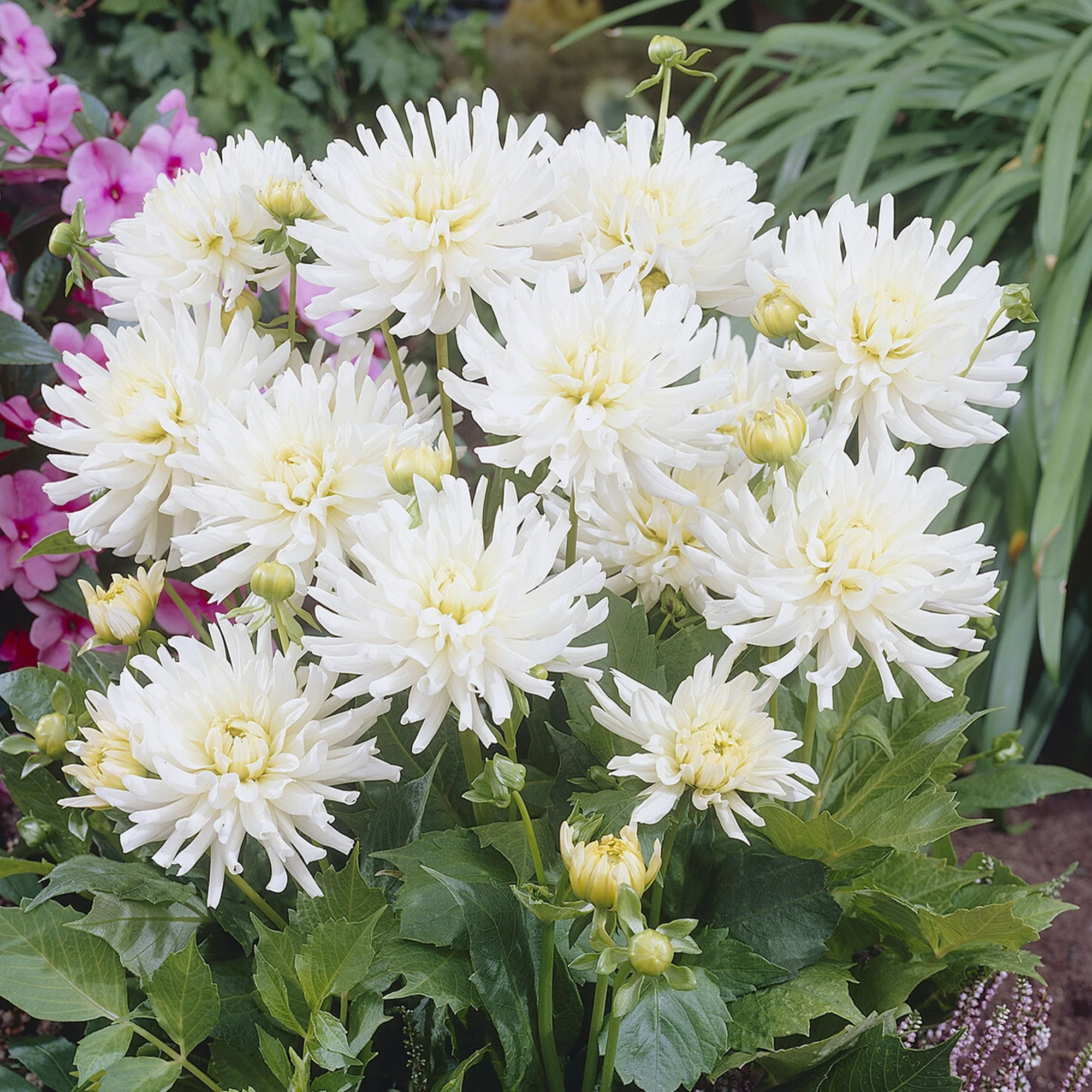 Miniatuur 1