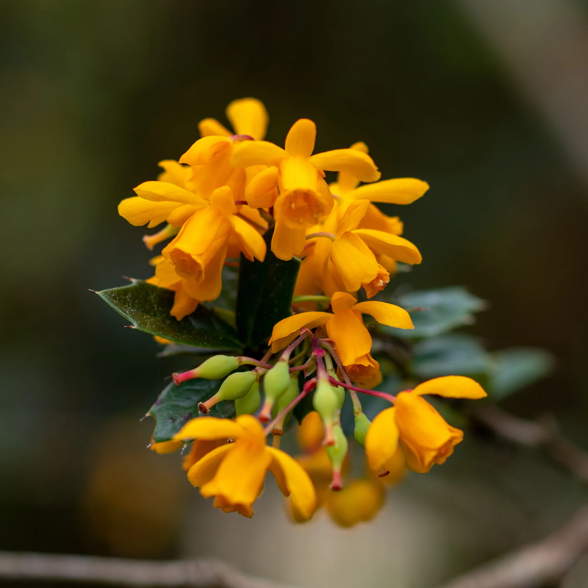 Miniatuur 2