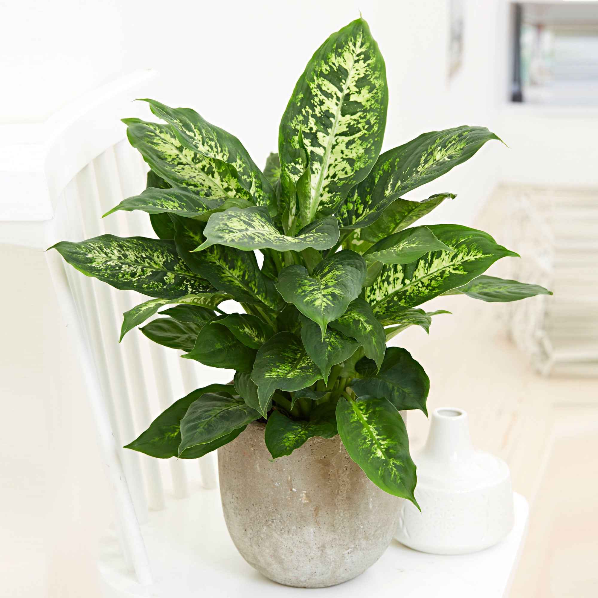 Miniatuur 2
