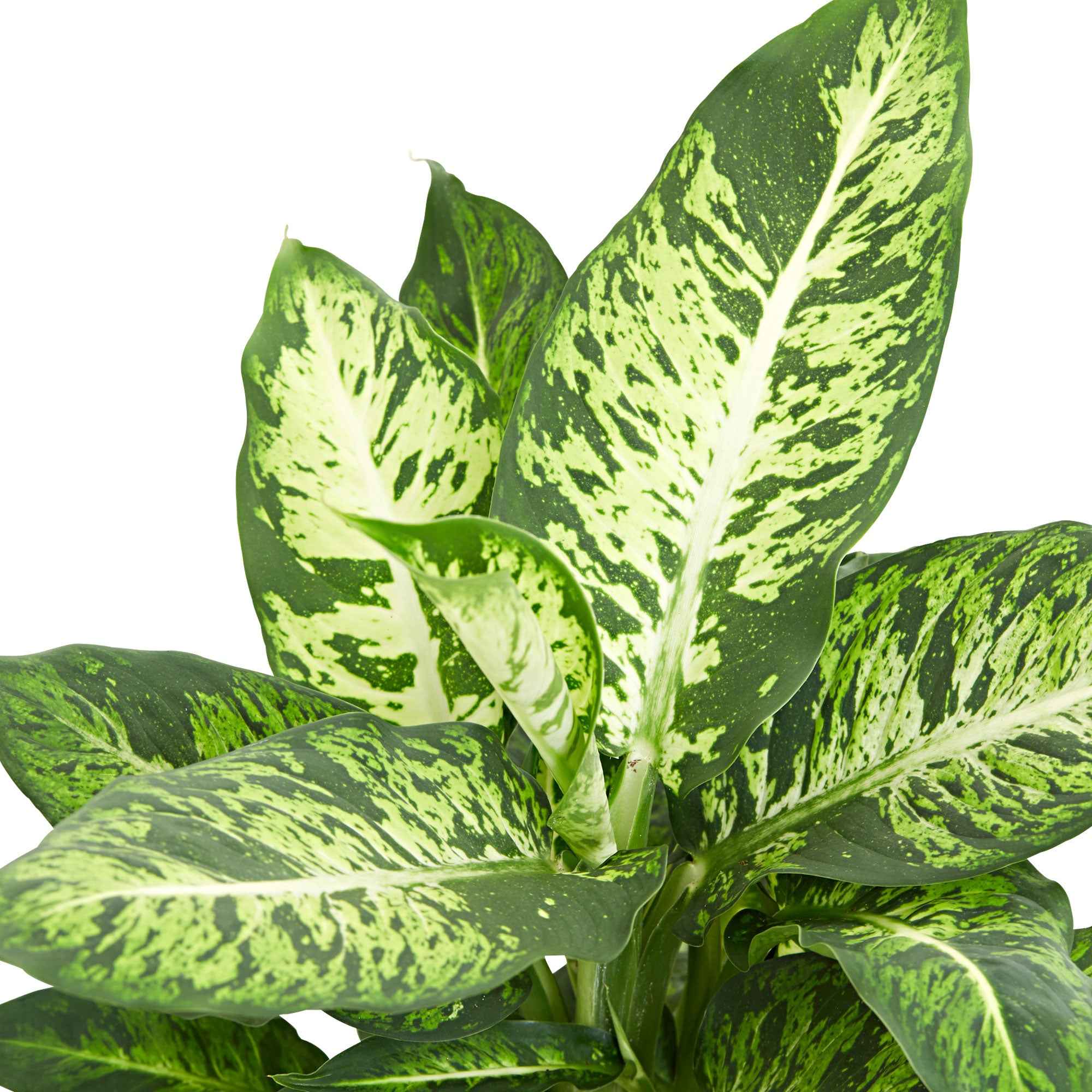 Miniatuur 2