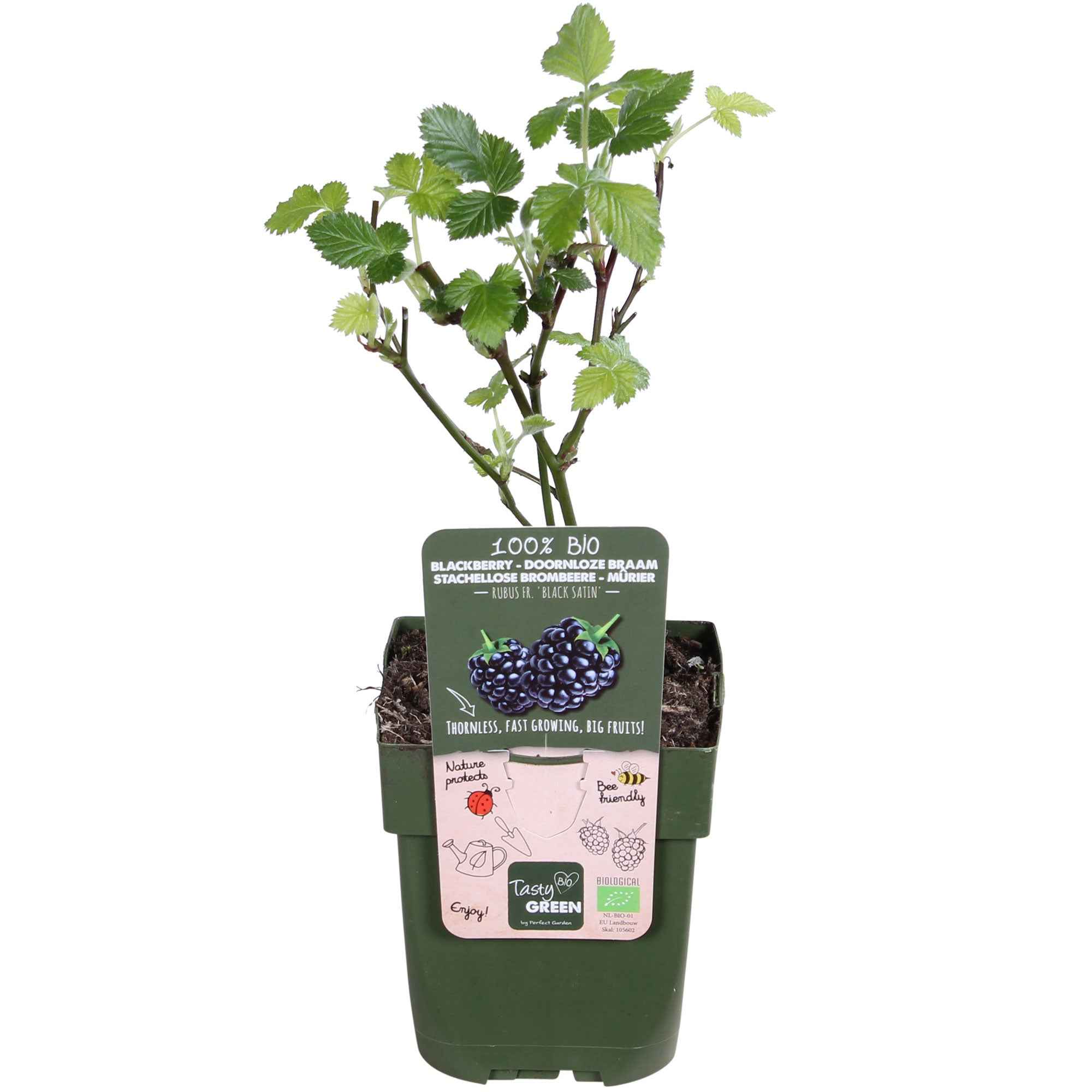 Miniatuur 2
