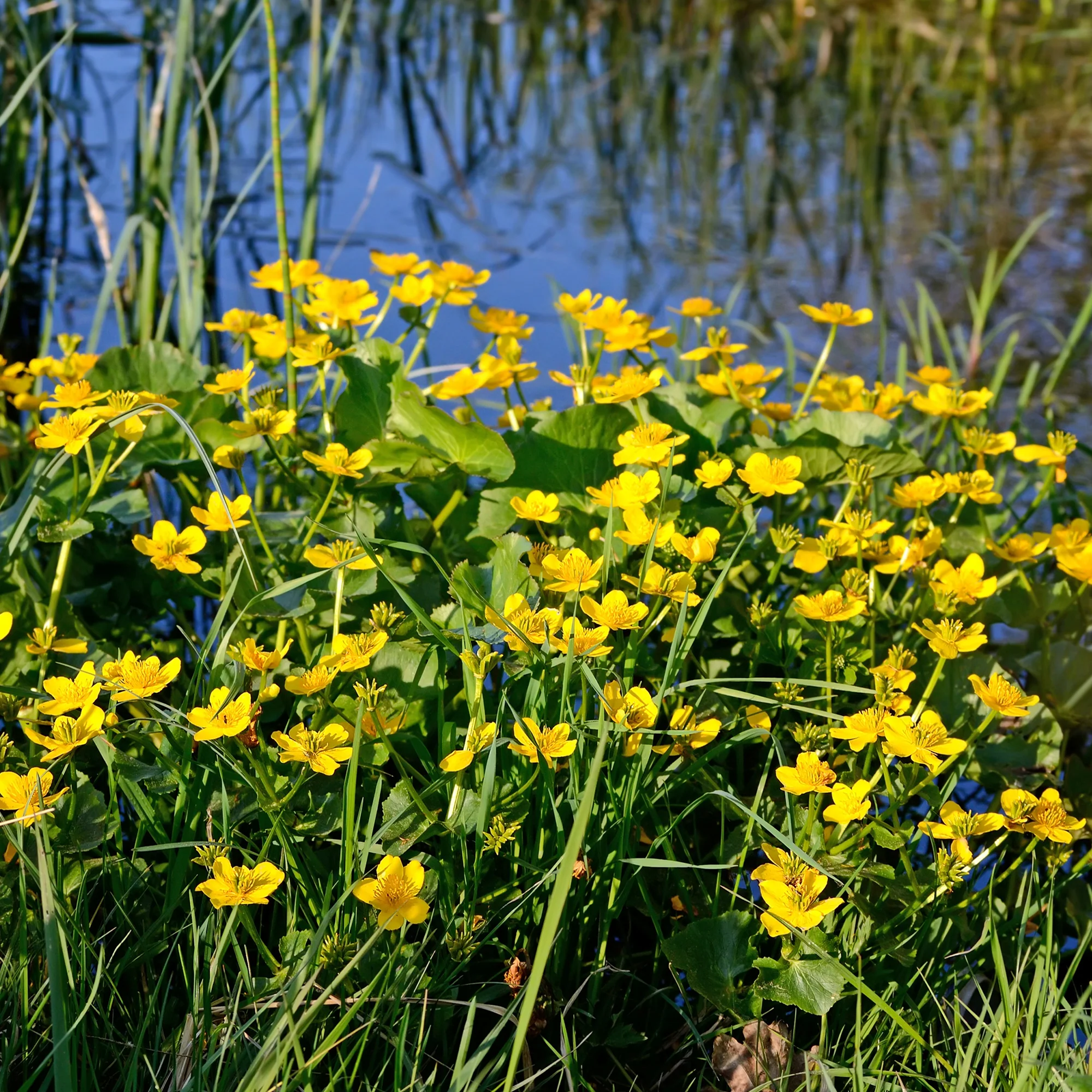 Miniatuur 2