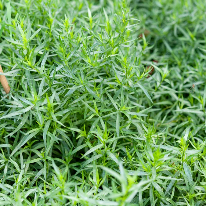 Miniatuur 2