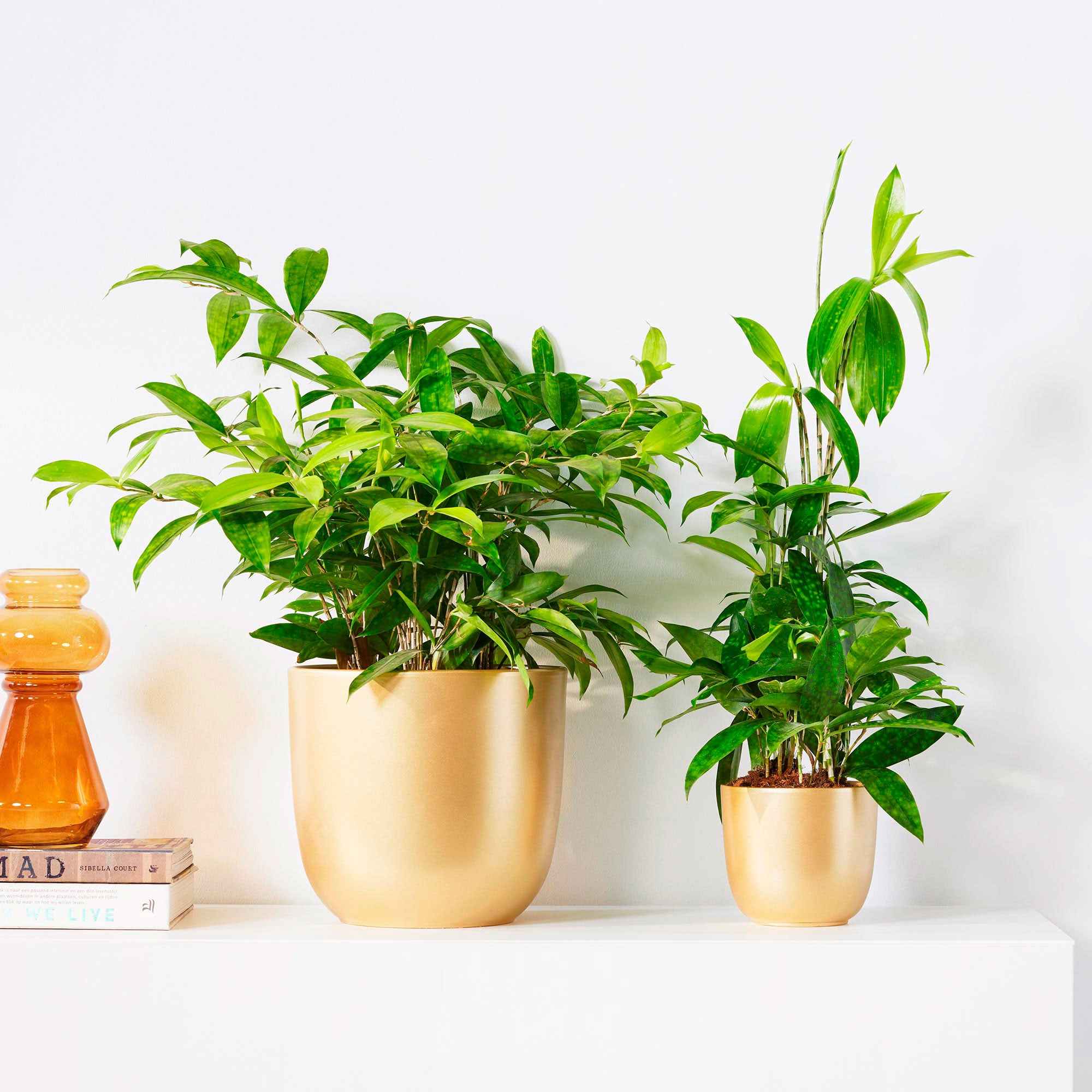 Miniatuur 1