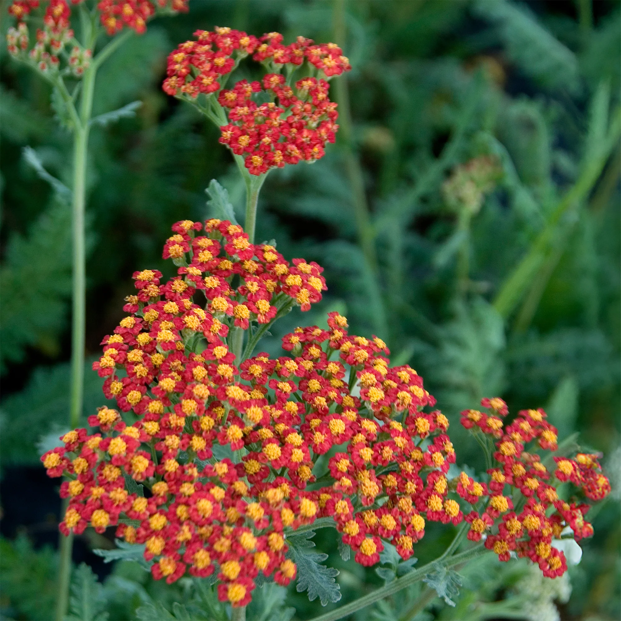 Miniatuur 1