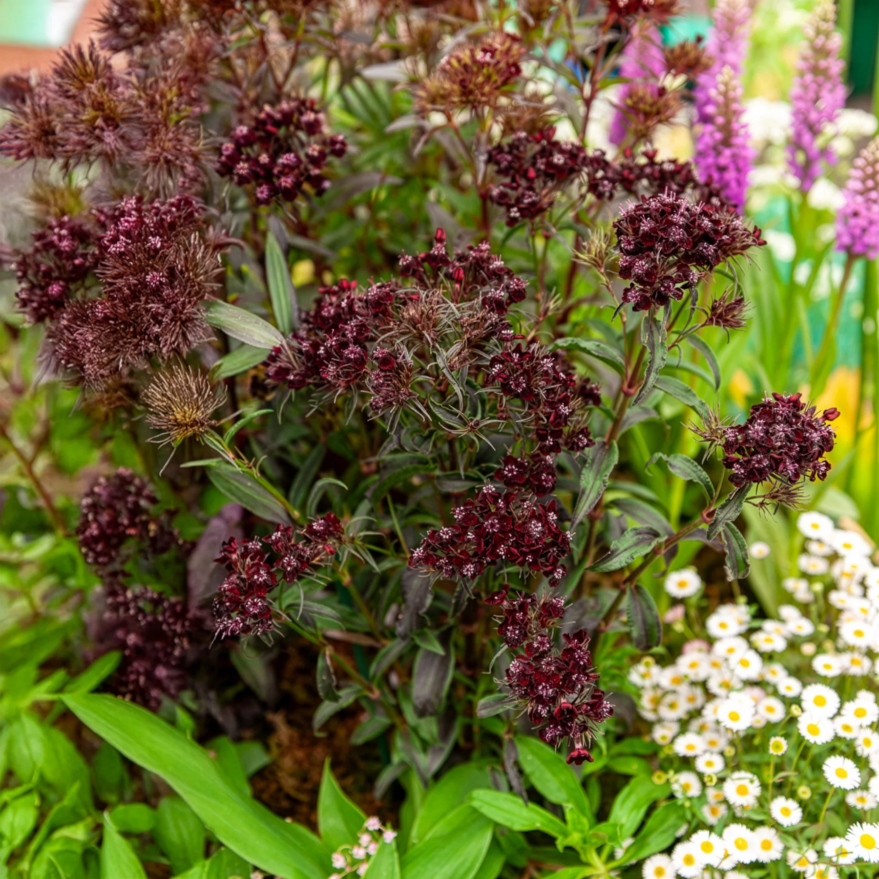 Miniatuur 1
