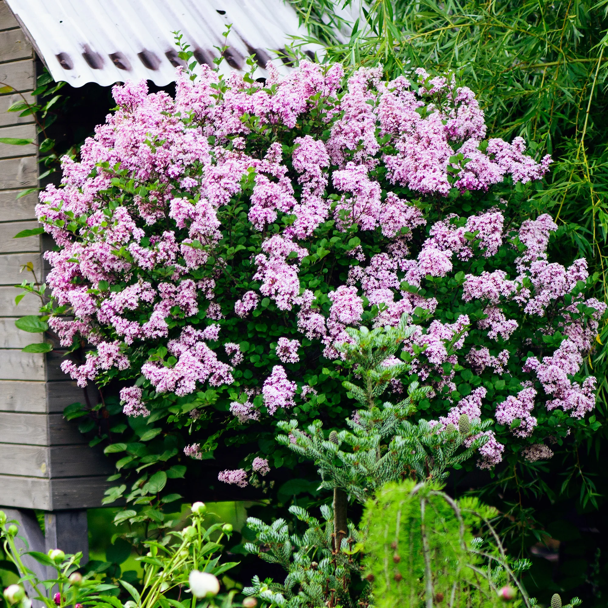 Miniatuur 2