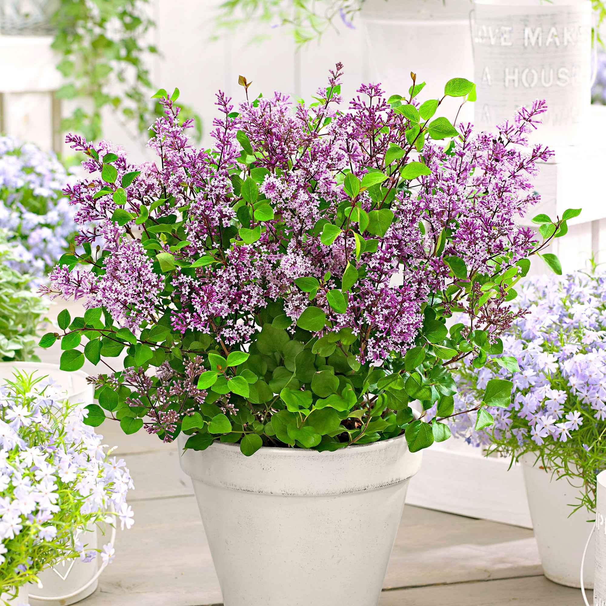 Miniatuur 1